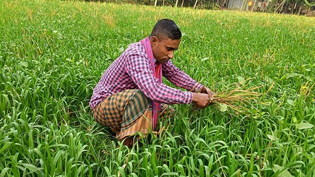 Jashore farmers expect over one  lakh tonnes wheat this season