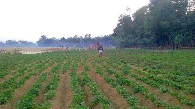 Extensive plan taken to produce  sweet potato in Kishoreganj 