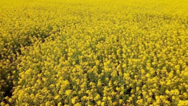 Mustard cultivation increases in Joypurhat, bumper yield expected 