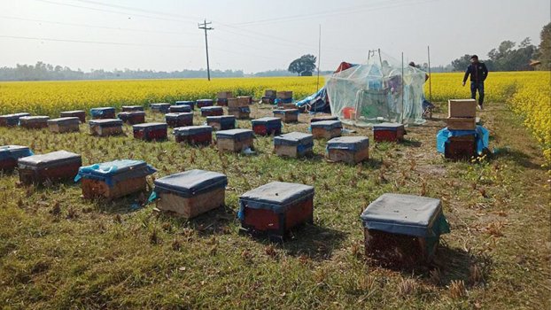 Apiculturists busy collecting honey from mustard field in Pabna