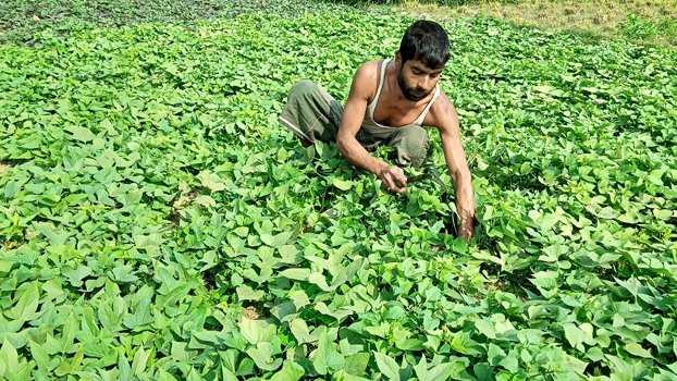Spell of smile on Jhenaidah  sweet potato farmers’ faces