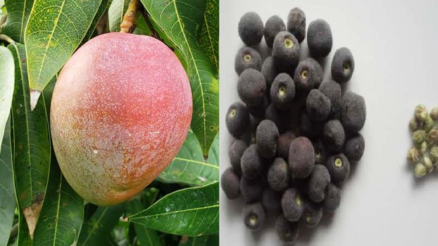 Coloured mango, Falsa of Rajshahi get NSB recognition