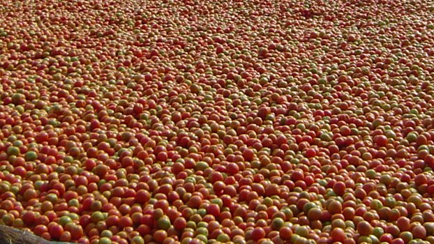 Storage facilities needed to prevent tomato farming loss