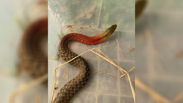 Endangered red-necked snake found in Sreemanagol
