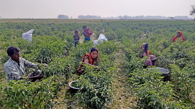 Char land in Bogura now full of greenery