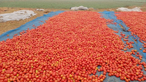 Barendra Industrial Park boon for Rajshahi farmers