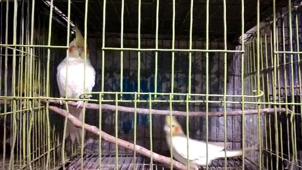 Wild animals, birds being sold in Kishoreganj