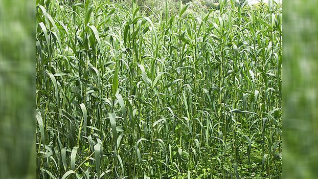 Wheat cultivation declines in Chowgacha for Covid-19