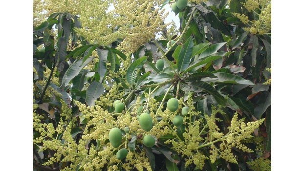 Mango trees in blossom heralding a good yield 