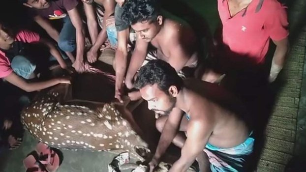 Spotted deer rescued in Sreepur