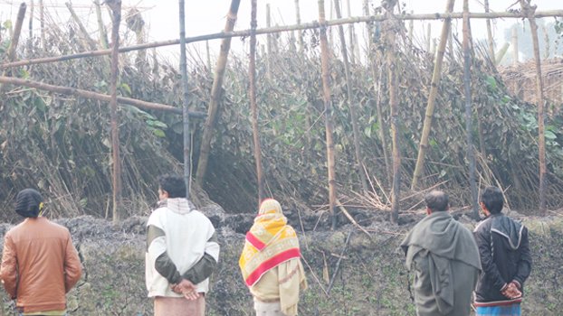 Betel leaf shed set on fire