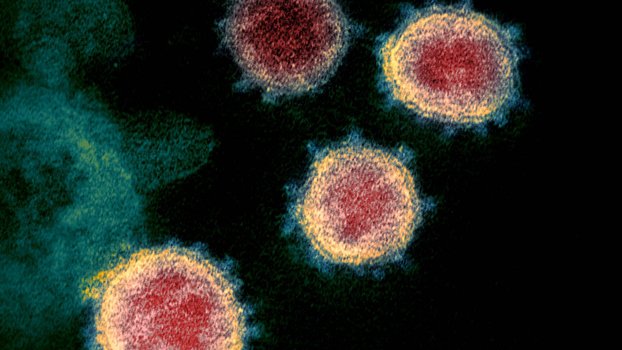 Coronavirus may not be able  to mutate beyond control