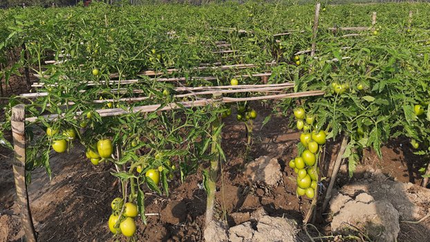 Chatmohar farmers benefiting  from scaffold method