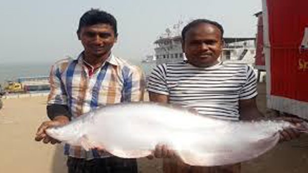 10-kg Chital fish sold at Tk 13000!