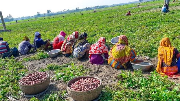 Joypurhat farmers expect  bumper potato yield