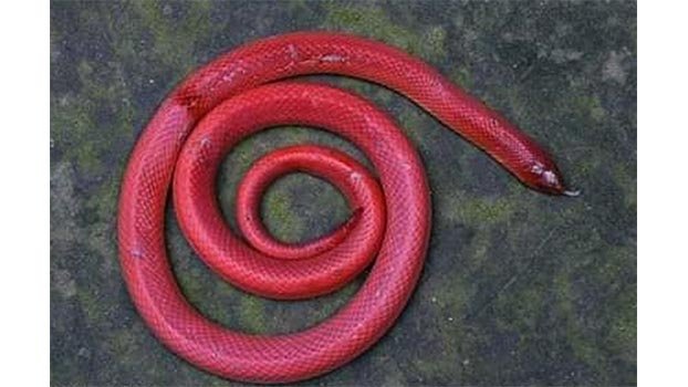 Rare red coral kukri snake found dead in Panchagarh