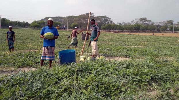 Bumper watermelon yield delights Kuakata farmers