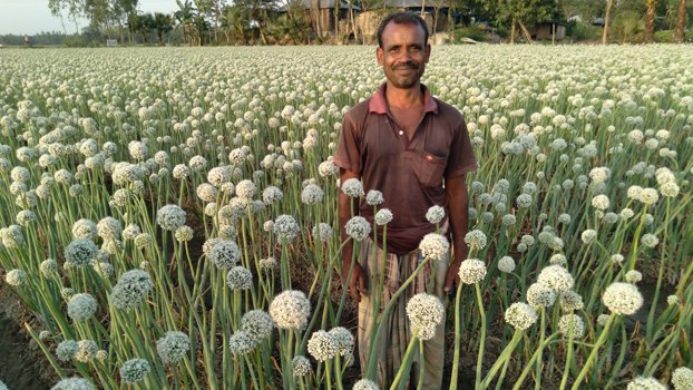 Chatmohar farmers expect bumper onion yield