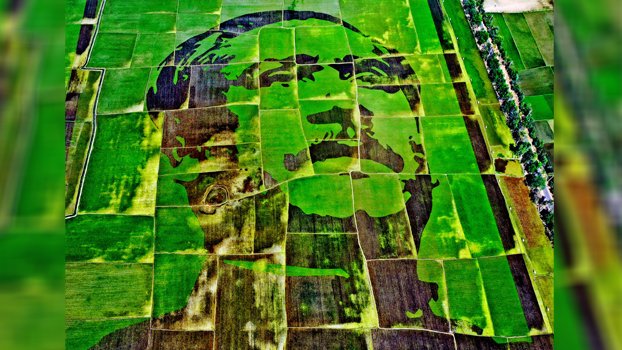 Bangabandhu’s portrait emerges on cropland
