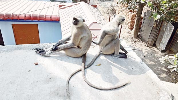 Hungry Langur roam in Jhenaidah locality