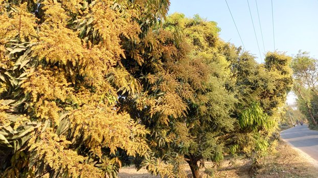 Rajshahi orchards wear lovely  look with mango blossom 