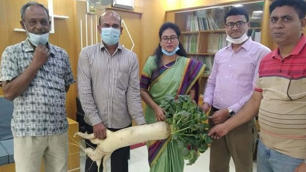 Retired professor sets example in radish farming