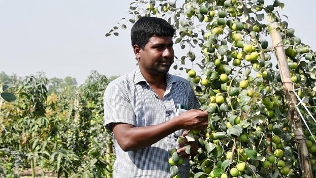 Mixed fruit orchard ushers in new hope in Sapahar farmers