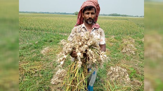 Jhenaidah farmers happy with garlic yield