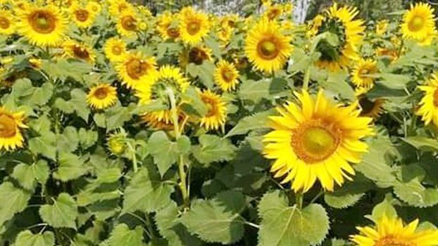 Sunflower brings smiles  to Naogaon farmers