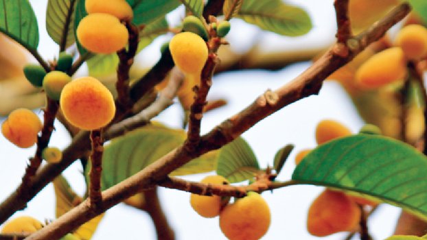 Exotic Monkey Jack fruit gains popularity