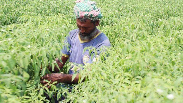 Farmers deprived of fair price  of chilies in Kuakata