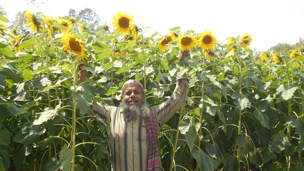 Magura farmers inclined  to cultivate sunflower