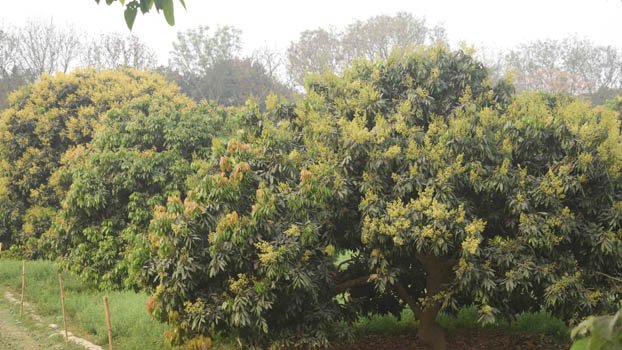 Ishwardi lychee farmers fear less yield 