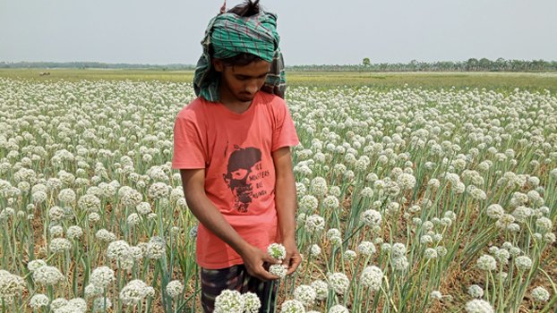 Jhenaidah farmers to produce 75 tonnes more onion seeds to avoid import