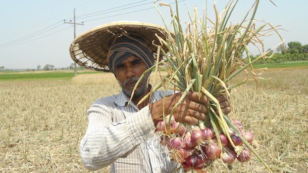 Onion production gets boost in Magura