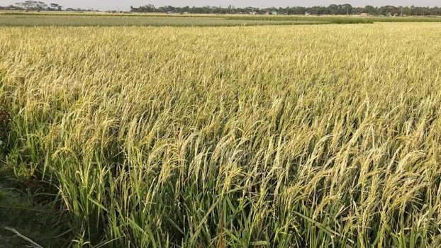 Hot wind wreaks extensive damage Boro paddy