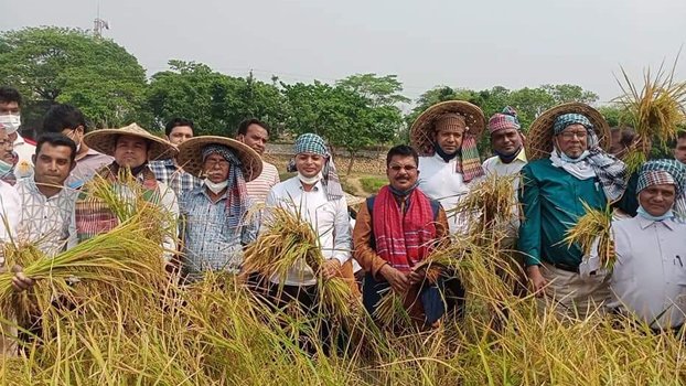 Paddy harvesting festival starts in Sunamganj
