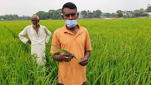 Hot wind damaging Boro paddy in Chatmohar, farmers worried