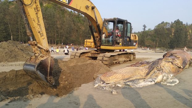 Another whale carcass washes ashore on Cox’s Bazar beach