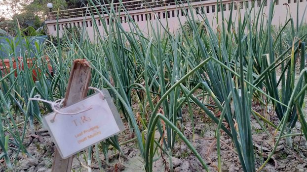 Domestic onion production can be doubled