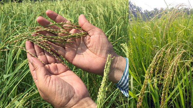 Tulshimala rice get popular among Khulna farmers