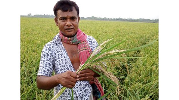 Jhenaidah Boro farmers recovering from hot wave damage