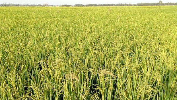 High paddy yield likely  in Naogaon