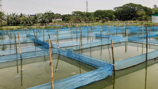 Kishoreganj hatcheries at risk of huge loss