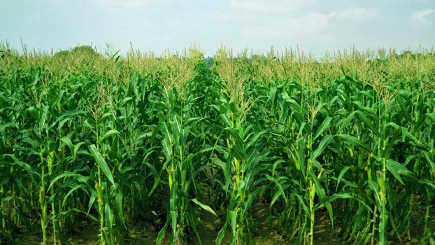 Silage can open door to endless possibilities in Haor area