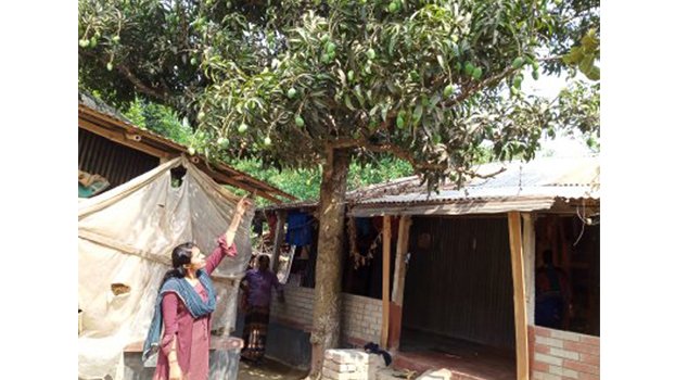 Unripe mangoes falling off for want of rain in Jhenaidah