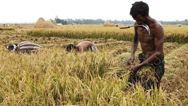 Labourers from north arrive in Jhenaidah for Boro harvesting