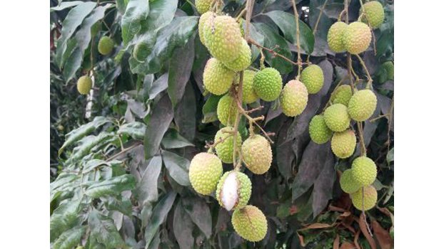Farmers worried over unripe litchi cracking due to drought