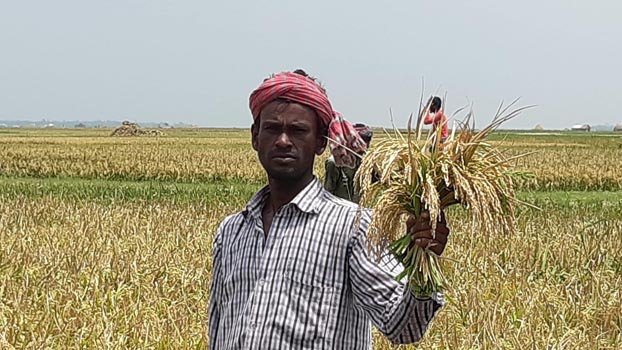 50 pc of paddy harvested  in Kishoreganj Haor