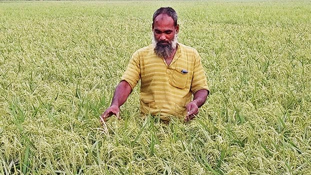 Durgapur farmers hopeful of bumper Boro yield